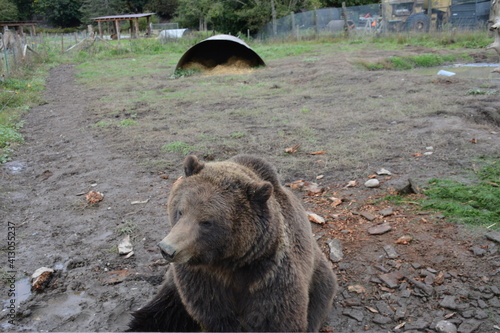 brown bear portrait