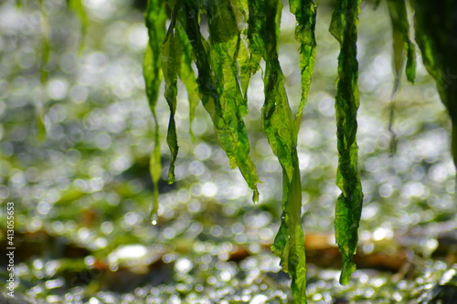 Seaweed on beach