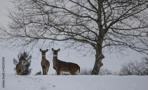 Deer in snow