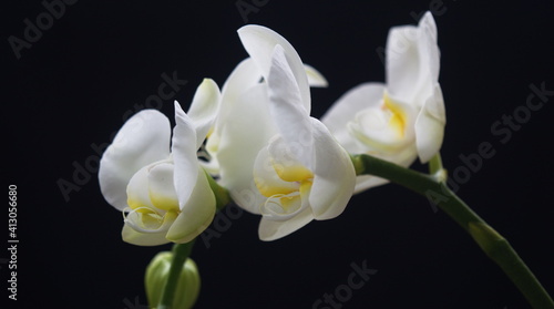Phalaenopsis White Orchid Flower Profile