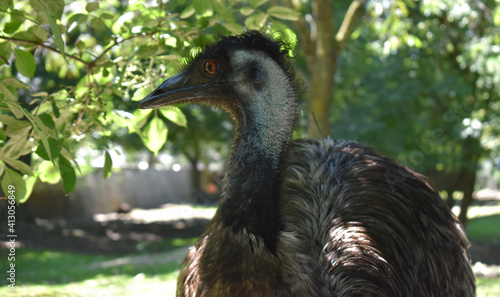 Grey Emu