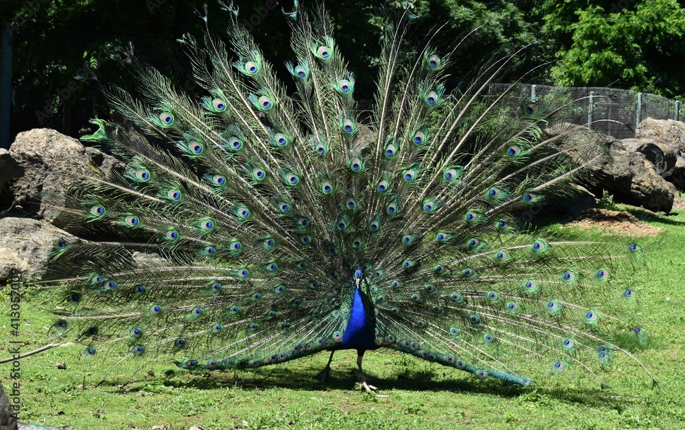 Obraz premium Peacock with feathers out