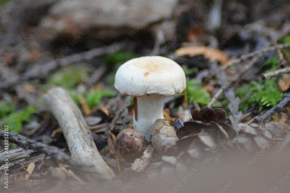 Mushroom Forest Floor Mushroom Forest Floor