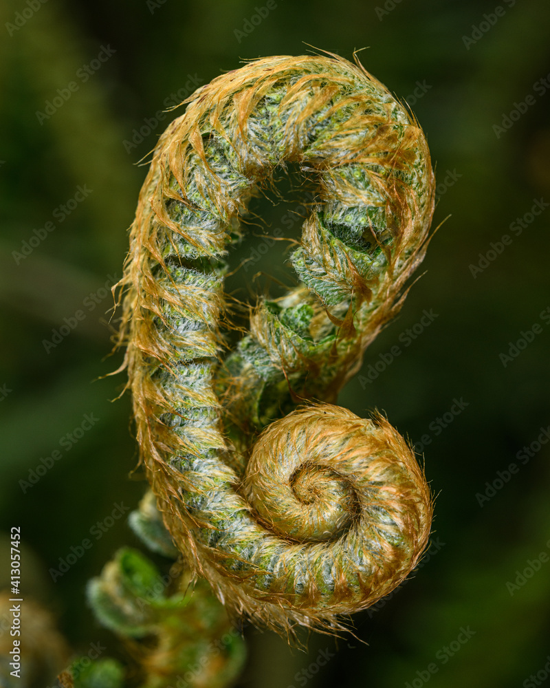 An unfolding fern offering a clear indication of Spring in the forest by means of its perfect natural spiral