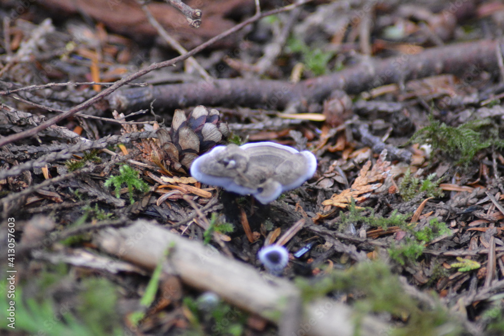 Mushroom Forest Floor Mushroom Forest Floor