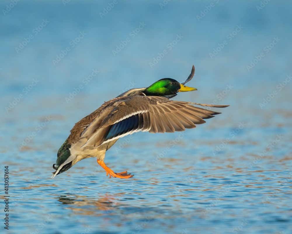 Obraz premium Mallard Drake in flight