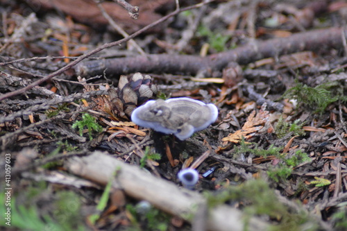 Mushroom Forest Floor