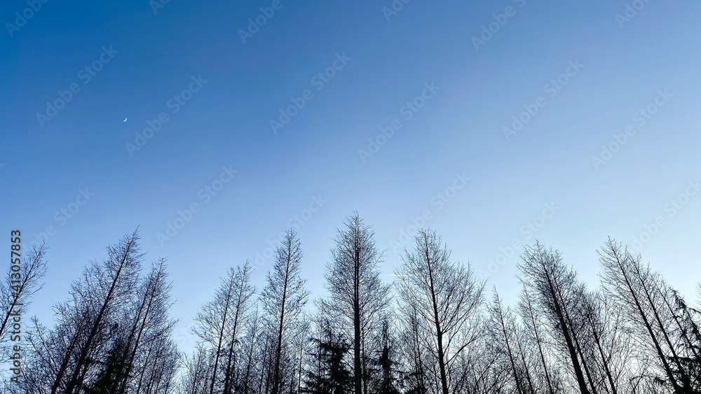neat trees on cold winter days