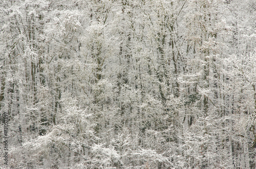 Snow-covered trees as texture or background
