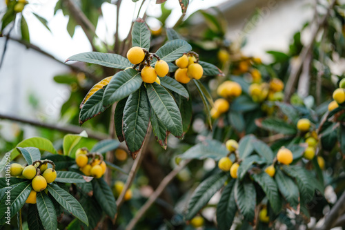 Close-up of the yellow fruits of the Japanese medlar in green leaves.