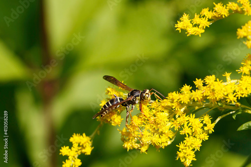 Dark Paper Wasp on goldenrod