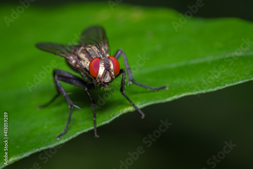 Red-eyed fly perched on the green leaf of a plant © J Esteban Berrio