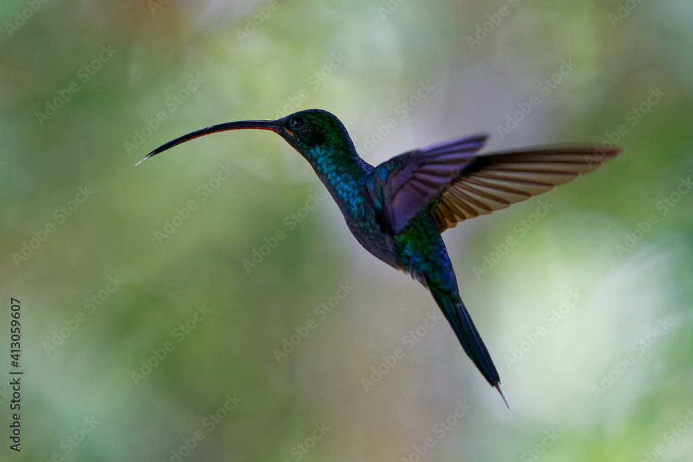 Obraz premium Green Hermit - Phaethornis guy large hummingbird that is a resident breeder from Costa Rica and Panama northern South America (Venezuela, Trinidad, Peru), flying wings long beak, colourful background