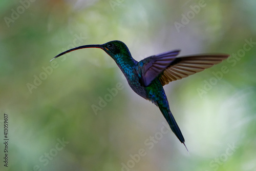 Green Hermit - Phaethornis guy large hummingbird that is a resident breeder from Costa Rica and Panama northern South America (Venezuela, Trinidad, Peru), flying wings long beak, colourful background