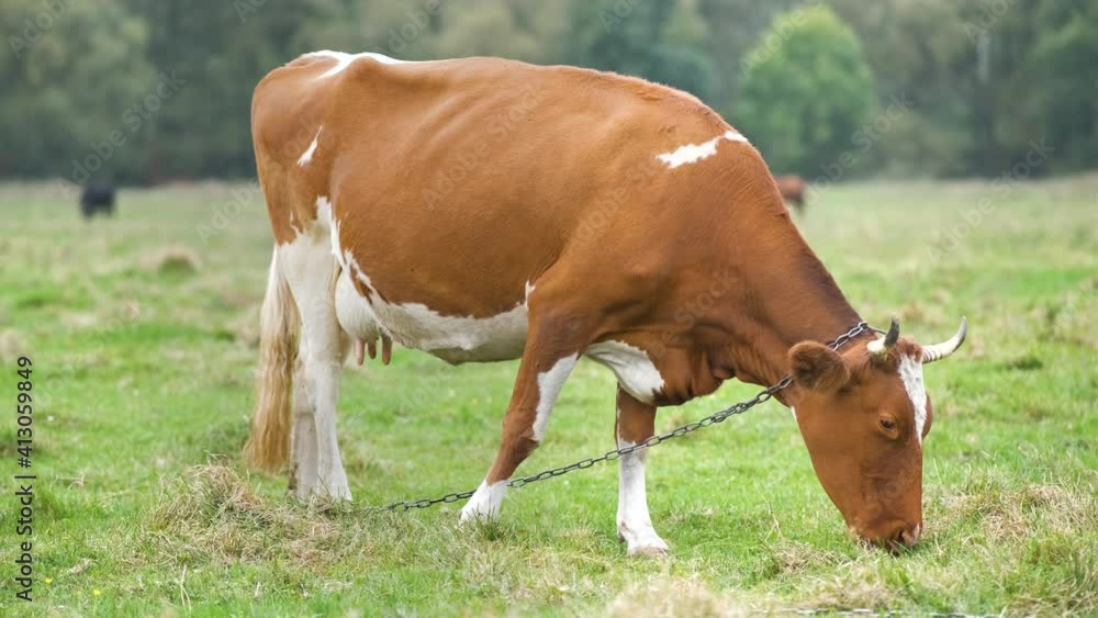 Brown milk cow grazing on green grass at farm grassland. Brown milk cow grazing on green grass at farm grassland.