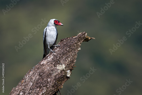 Masked tityra perched on top of a dead tree photo