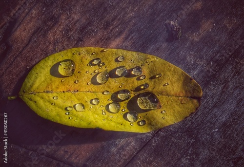 Jesienny liść  z kropelkami deszczu.