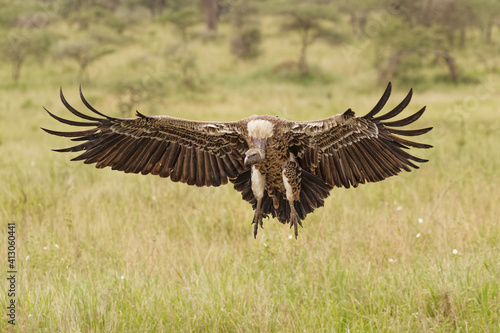 Ruppell's Vulture flying landing, Serengeti National Park, Tanzania, Africa. © Danita Delimont
