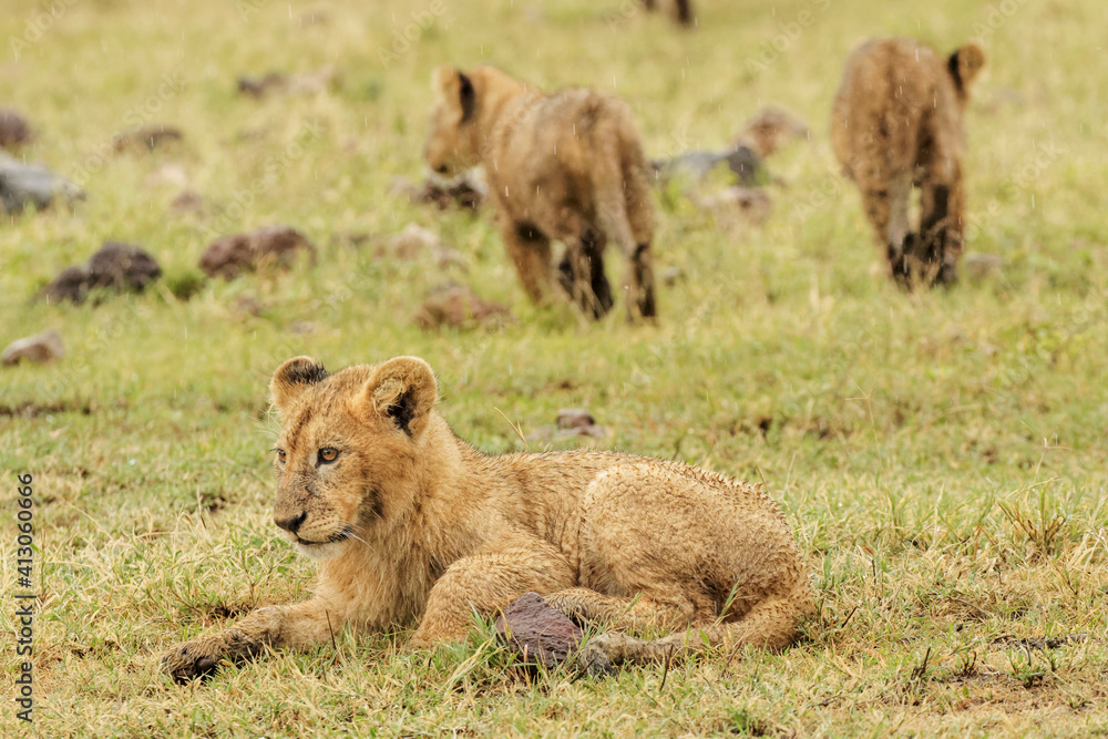 Lion cubs on rainy day in the Ngorongoro Crater, Tanzania, Africa. Lion cubs on rainy day in the Ngorongoro Crater, Tanzania, Africa.
