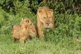 Juvenile lion cub with mother lion, Ngorongoro Crater, Tanzania, Africa.