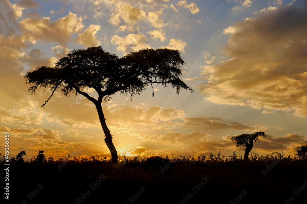Acacia tree, silhouetted at sunset, Serengeti National Park, Tanzania.