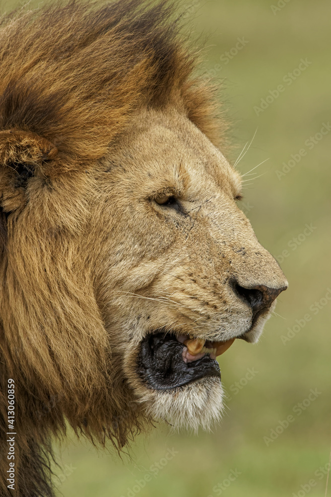 Large adult male lion, Ngorongoro Crater, Tanzania, Africa.