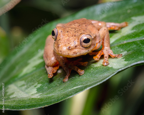 Frog in jump position on a green leaf photo