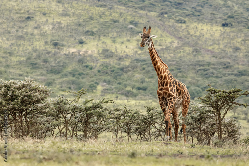 Masai Giraffe grazing on acacia tree, Ngorongoro Conservation Area, Tanzania, Arica.