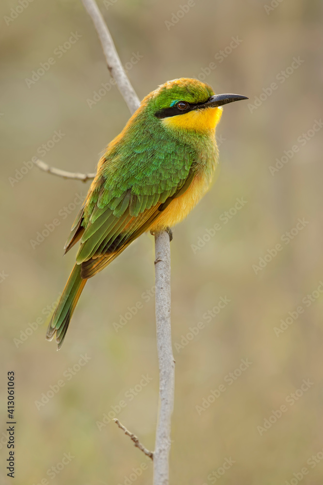 Little bee eaters, Serengeti National Park, Tanzania, Africa. Little bee eaters, Serengeti National Park, Tanzania, Africa.