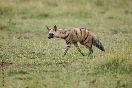 Aardwolf, an insectivorous mammal, Serengeti National Park, Tanzania, Africa.