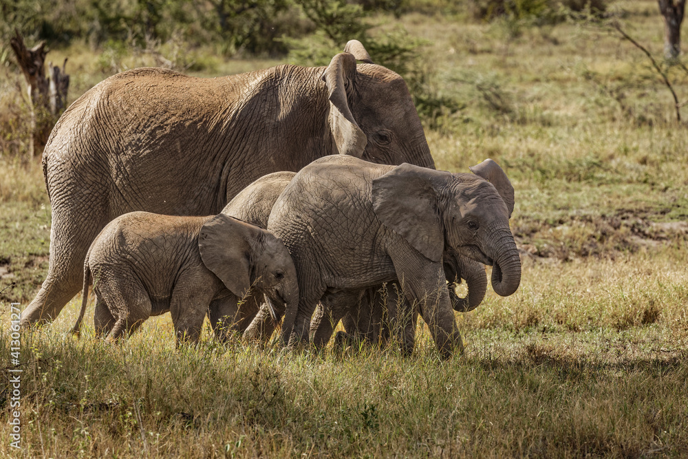 Fototapeta premium African elephant, Serengeti National Park, Tanzania, Africa.
