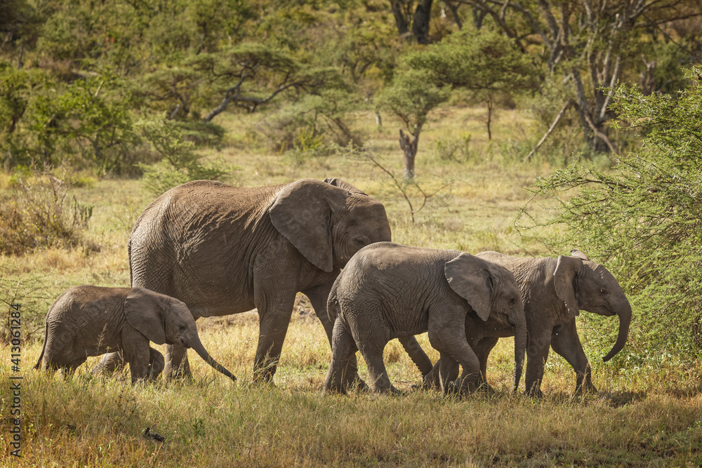 Fototapeta premium African elephant, Serengeti National Park, Tanzania, Africa.