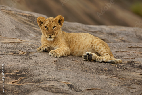 Lion cub, Serengeti National Park, Tanzania, Africa.