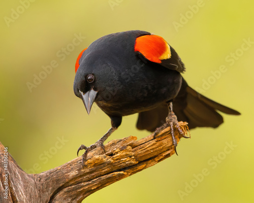 Red Winged Blackbird peering on tree limb