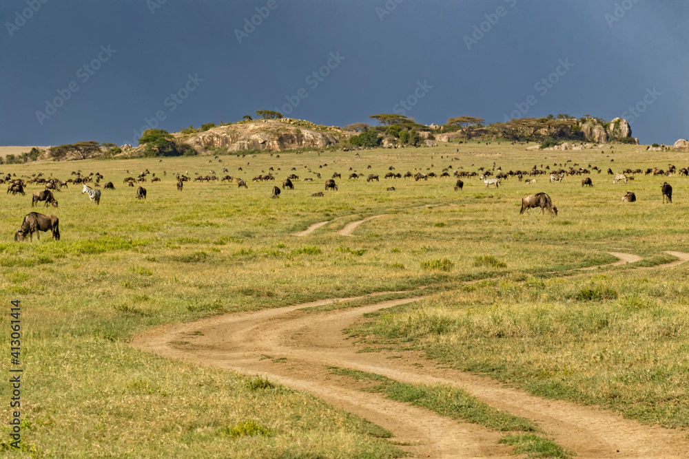 Wildebeest and Burchell's zebras in front of kopje, Serengeti National Park, Tanzania, Africa. Wildebeest and Burchell's zebras in front of kopje, Serengeti National Park, Tanzania, Africa.
