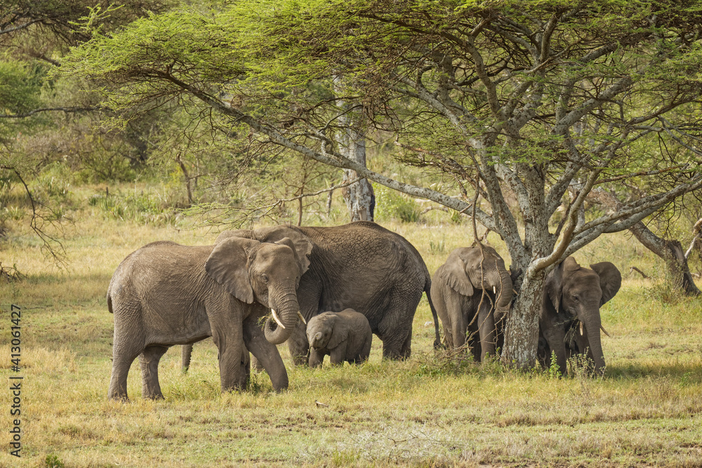 African elephant, Serengeti National Park, Tanzania, Africa.