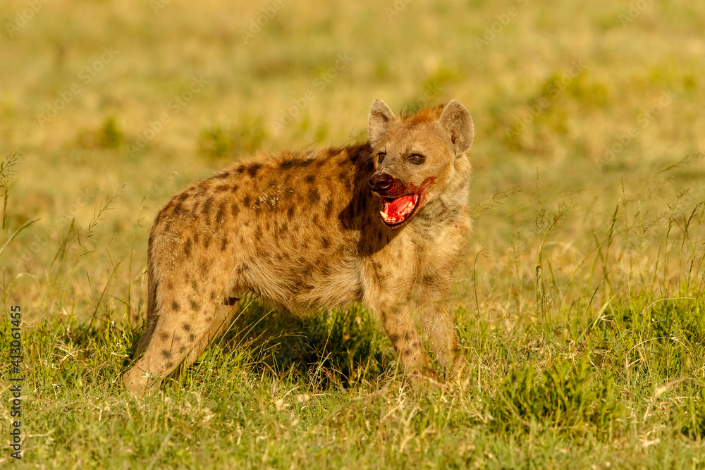 Spotted hyena with blood on face, Serengeti National Park, Tanzania. Spotted hyena with blood on face, Serengeti National Park, Tanzania.
