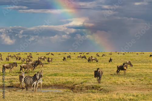 Fototapeta Naklejka Na Ścianę i Meble -  Wildebeest herd, Burchell's zebras and rainbow, Serengeti National Park, Tanzania, Africa. Serengeti National Park, Tanzania, Africa.