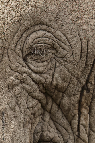 Close-up of eye on African elephant, Serengeti National Park, Tanzania, Africa.