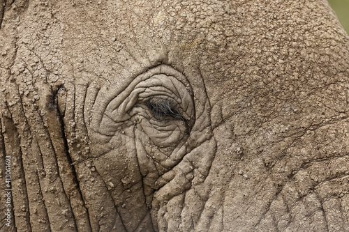 Close-up of eye on African elephant, Serengeti National Park, Tanzania, Africa.