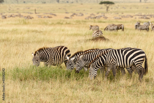Burchell s Zebra  Serengeti National Park  Tanzania  Africa.