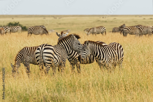 Burchell s zebra  Serengeti National Park  Tanzania  Africa.