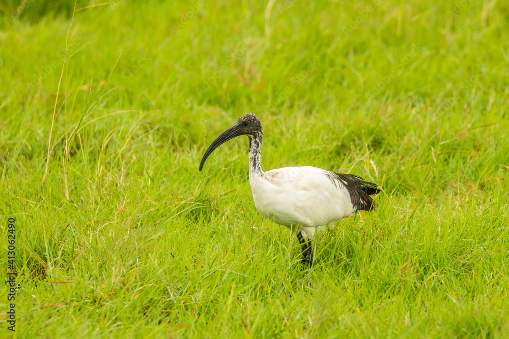 Obraz premium Africa, Tanzania, Ngorongoro Crater. Sacred ibis in grass.