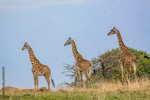 Canvas Print Trio of Masai Giraffes, Serengeti National Park, Tanzania, Africa