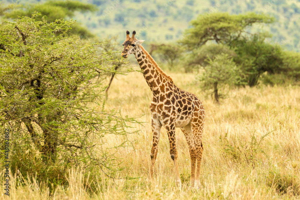 Obraz premium Africa, Tanzania, Serengeti National Park. Maasai giraffe eating.