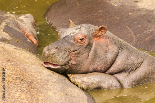 Africa, Tanzania, Serengeti National Park. Baby hippo with adults.