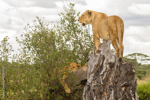 Africa  Tanzania  Serengeti National Park. African lion mother and cub on dead tree.