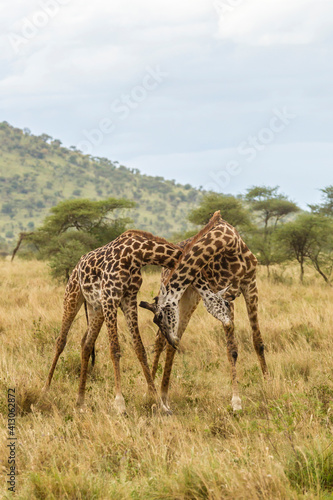 Africa, Tanzania, Serengeti National Park. Young Maasai giraffes sparring.
