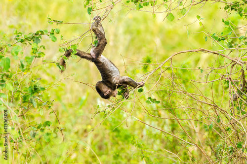 Africa, Tanzania, Serengeti National Park. Olive baboon baby playing in tree.