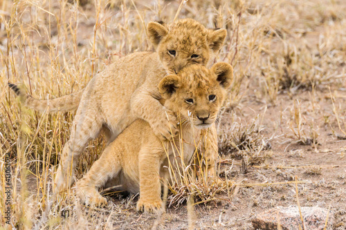 Africa, Tanzania, Serengeti National Park. African lion cubs playing.
